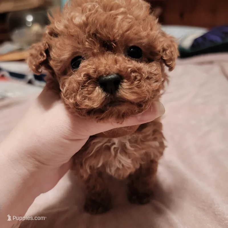 Brown collar – Poodle - Toy  puppy for sale in Watsonville, CA
