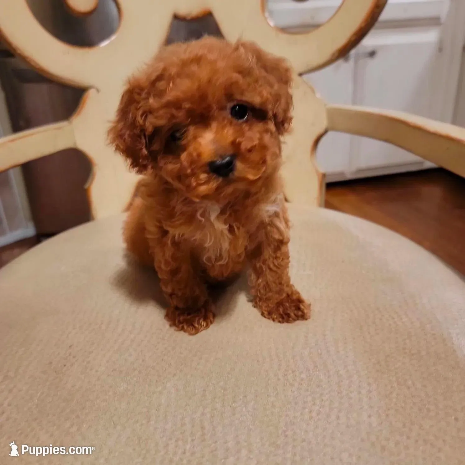 Strawberry  – Poodle - Toy  puppy for sale in Watsonville, CA
