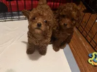 Female 2, a female Poodle - Toy  for sale in Watsonville, CA – 7 of 7