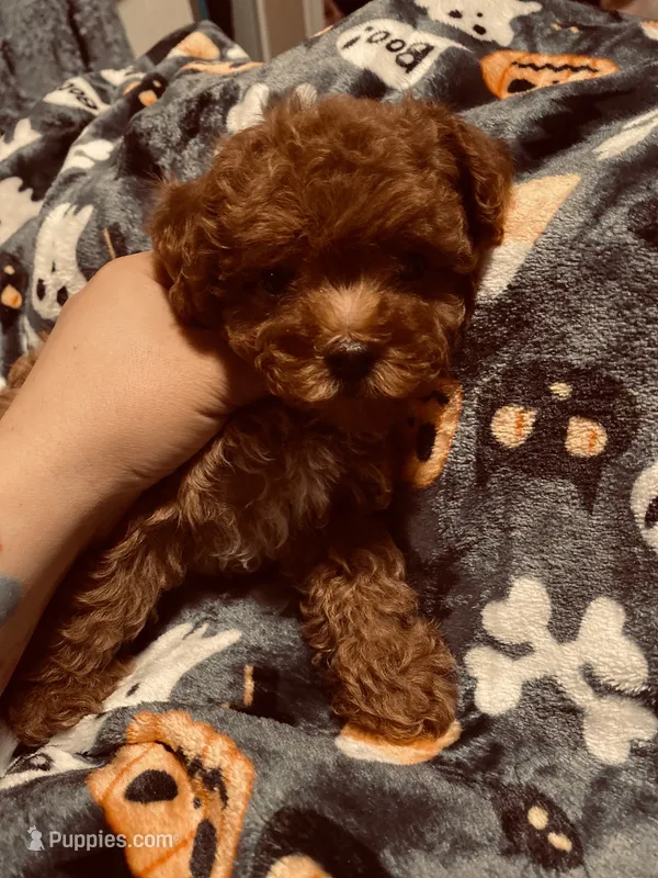 White collar – Poodle - Toy  puppy for sale in Watsonville, CA