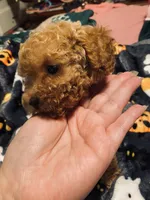 Apricot female, a female Poodle - Toy  for sale in Watsonville, CA – 2 of 6