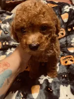 Blue collar , a male Poodle - Toy  and Poodle - Miniature  for sale in Watsonville, CA – 4 of 7