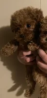 Female 1, reserved, a female Poodle - Toy  for sale in Watsonville, CA – 2 of 8