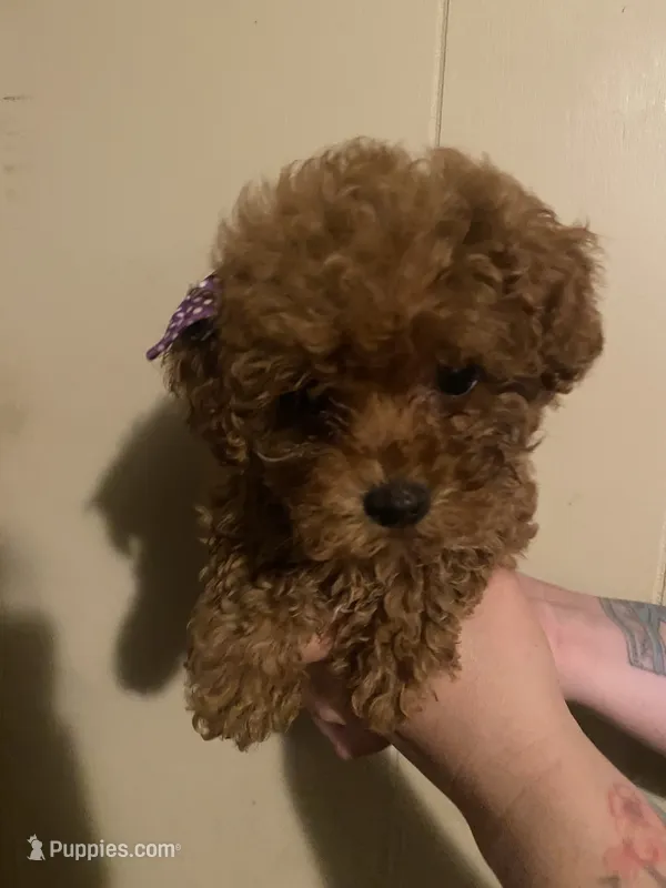 Female 1, reserved – Poodle - Toy  puppy on hold in Watsonville, CA