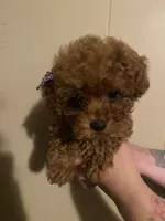 Female 1, reserved, a female Poodle - Toy  for sale in Watsonville, CA – 1 of 8