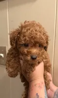 Butter cup , a male Poodle - Toy  for sale in Watsonville, CA – 6 of 6