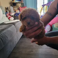 Female 1, a female Poodle - Toy  for sale in Watsonville, CA – 4 of 4