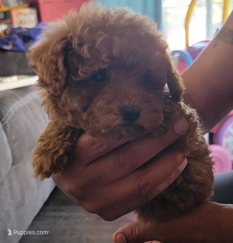 Female 1 – Poodle - Toy  puppy for sale in Watsonville, CA