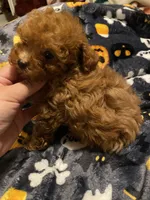 Green Collar , a male Poodle - Toy  for sale in Watsonville, CA – 4 of 5