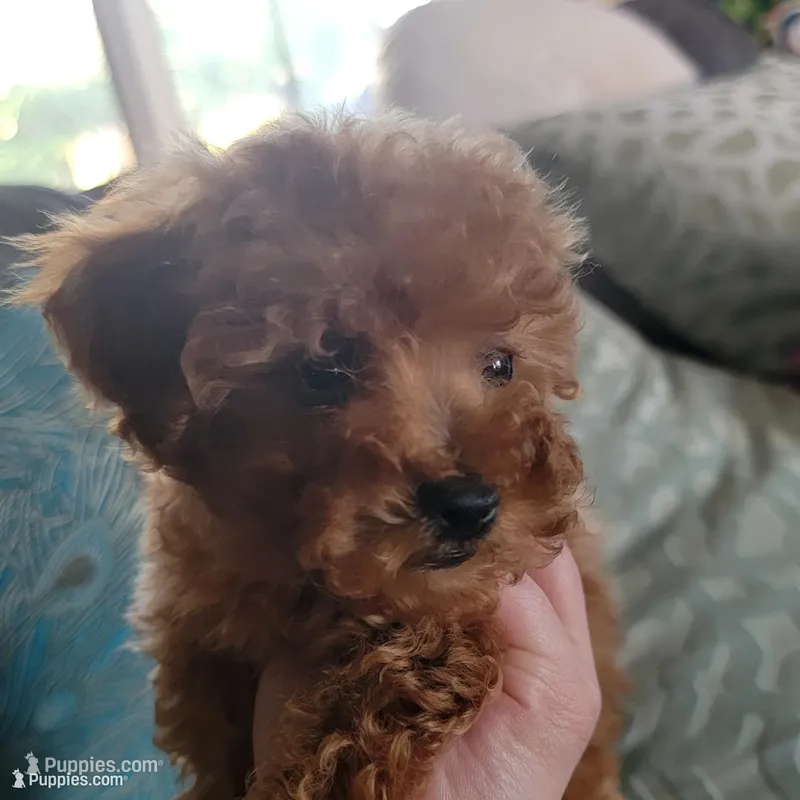 Toffee – Poodle - Toy , Poodle - Miniature  puppy for sale in Watsonville, CA