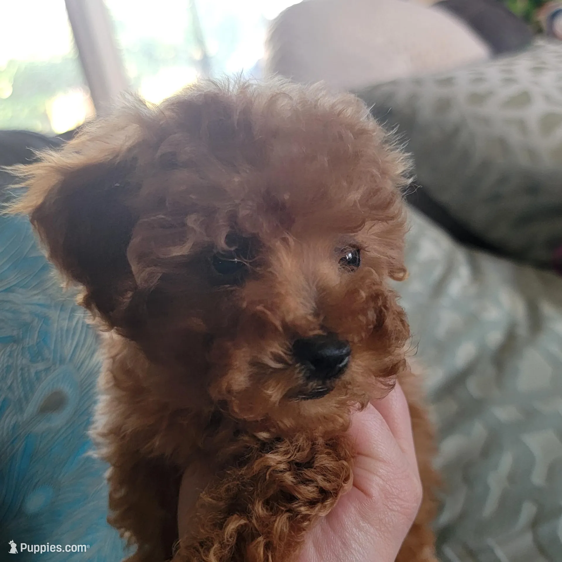  green collar  – Poodle - Toy  puppy for sale in Watsonville, CA
