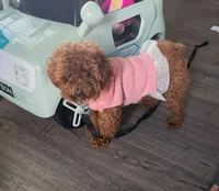 Toffee, a male Poodle - Toy  and Poodle - Miniature  for sale in Watsonville, CA – Photo 8 of 8