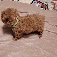 Light green collar , a male Poodle - Toy  for sale in Watsonville, CA – Photo 5 of 5