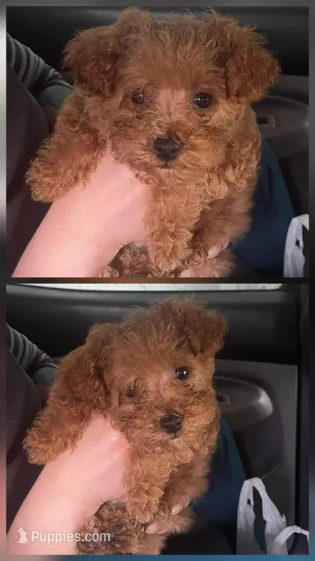 Toffee – Poodle - Toy , Poodle - Miniature  puppy for sale in Watsonville, CA