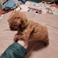 Light green collar , a male Poodle - Toy  for sale in Watsonville, CA – Photo 3 of 5