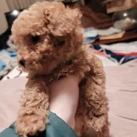 Light green collar , a male Poodle - Toy  for sale in Watsonville, CA – Photo 4 of 5