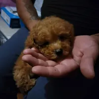  green collar , a male Poodle - Toy  for sale in Watsonville, CA – Photo 2 of 8