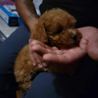  green collar , a male Poodle - Toy  for sale in Watsonville, CA – Photo 4 of 8