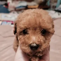 Light green collar , a male Poodle - Toy  for sale in Watsonville, CA – Photo 2 of 5