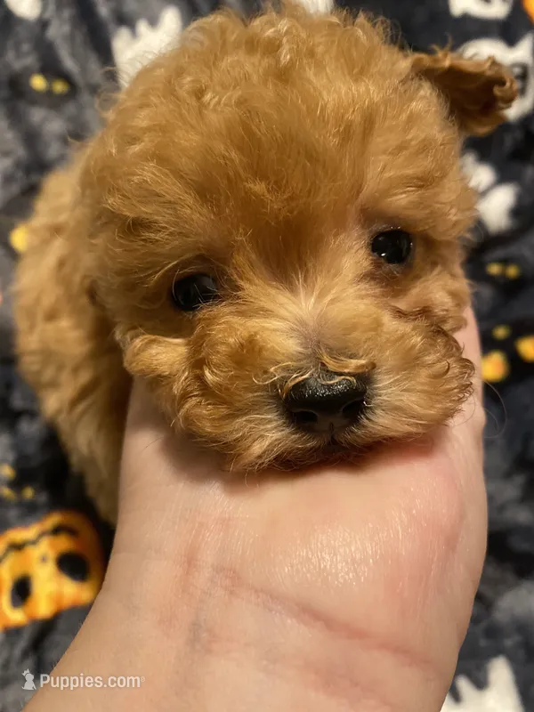 Apricot boy – Poodle - Toy  puppy for sale in Watsonville, CA