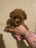 Green collar male, a male Poodle - Toy  for sale in Watsonville, CA – 3 of 5