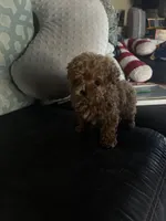 Female 2, a female Poodle - Toy  for sale in Watsonville, CA – 7 of 7