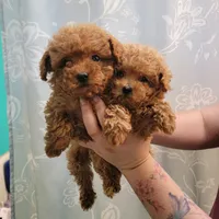 Female 1, a female Poodle - Toy  for sale in Watsonville, CA – 1 of 4