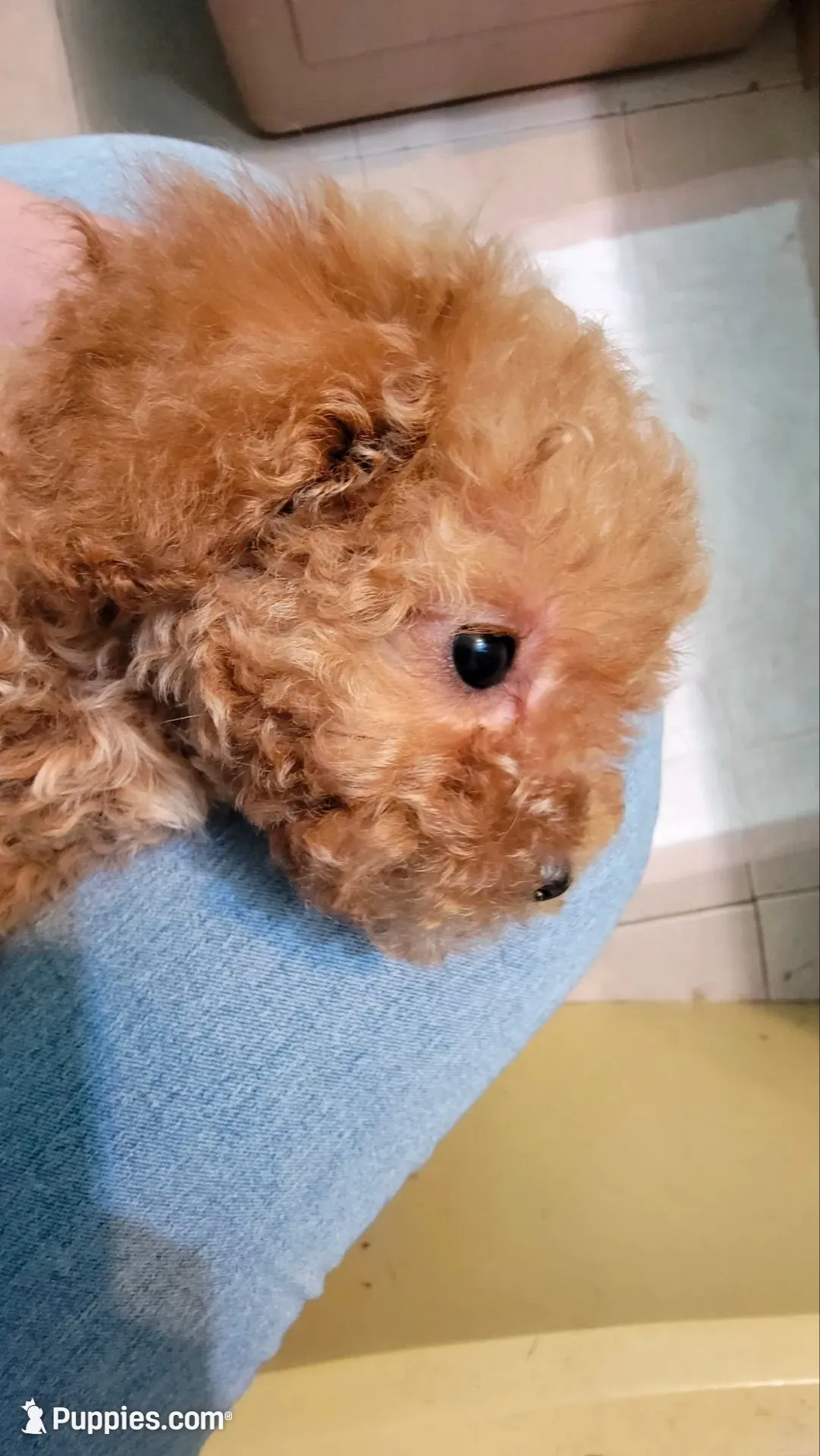 Honey, a female Poodle - Toy  for sale in Watsonville, CA – 9 of 10