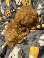 Apricot boy, a male Poodle - Toy  for sale in Watsonville, CA – 3 of 5