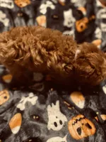 White collar, a female Poodle - Toy  for sale in Watsonville, CA – 3 of 5