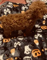 Blue collar , a male Poodle - Toy  and Poodle - Miniature  for sale in Watsonville, CA – 6 of 7