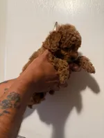 Smaller female, a female Poodle - Toy  for sale in Watsonville, CA – 4 of 4