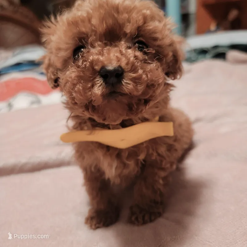 Yellow collar – Poodle - Toy  puppy for sale in Watsonville, CA