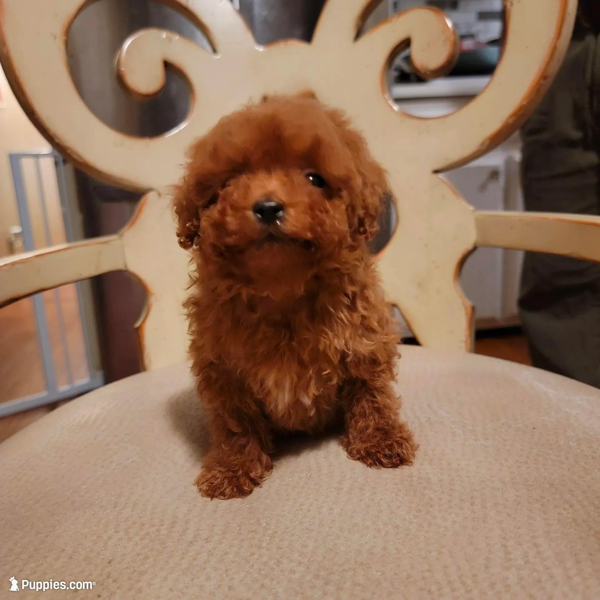 Button – Poodle - Toy  puppy for sale in Watsonville, CA