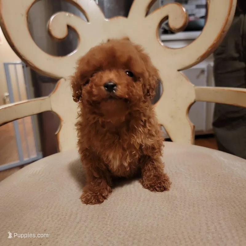 little guy, yellow collar  – Poodle - Toy  puppy for sale in Watsonville, CA