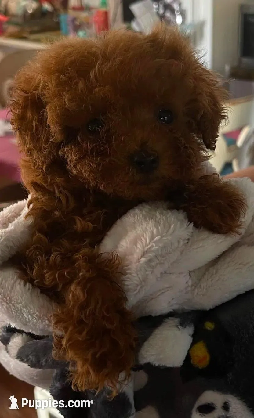 Button, a male Poodle - Toy  for sale in Watsonville, CA – Photo 7 of 7
