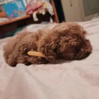 Yellow collar, a male Poodle - Toy  for sale in Watsonville, CA – Photo 3 of 5