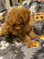Apricot boy, a male Poodle - Toy  for sale in Watsonville, CA – 4 of 5