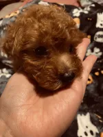 Blue collar , a male Poodle - Toy  and Poodle - Miniature  for sale in Watsonville, CA – 7 of 7