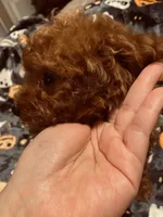 Blue collar , a male Poodle - Toy  and Poodle - Miniature  for sale in Watsonville, CA – 5 of 7