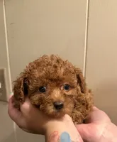 Female 2, a female Poodle - Toy  for sale in Watsonville, CA – 5 of 7
