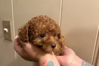 Female 2, a female Poodle - Toy  for sale in Watsonville, CA – 4 of 7