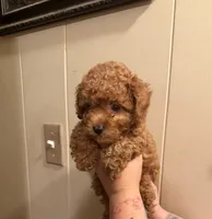 Butter cup , a male Poodle - Toy  for sale in Watsonville, CA – 5 of 6