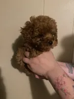Male1, a male Poodle - Toy  for sale in Watsonville, CA – 5 of 5