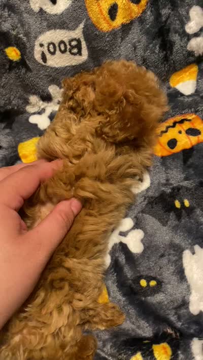 Teddy bear, a male Poodle - Toy  for sale in Watsonville, CA – 9 of 10