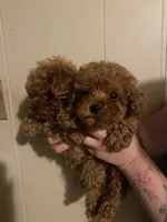 Green collar male, a male Poodle - Toy  for sale in Watsonville, CA – 5 of 5
