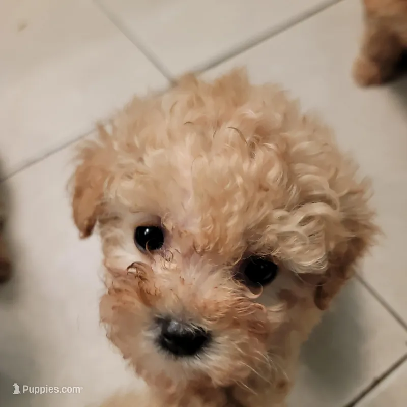 Tiny girl, a female Maltese and Poodle - Toy  for sale in Watsonville, CA – Photo 1 of 5