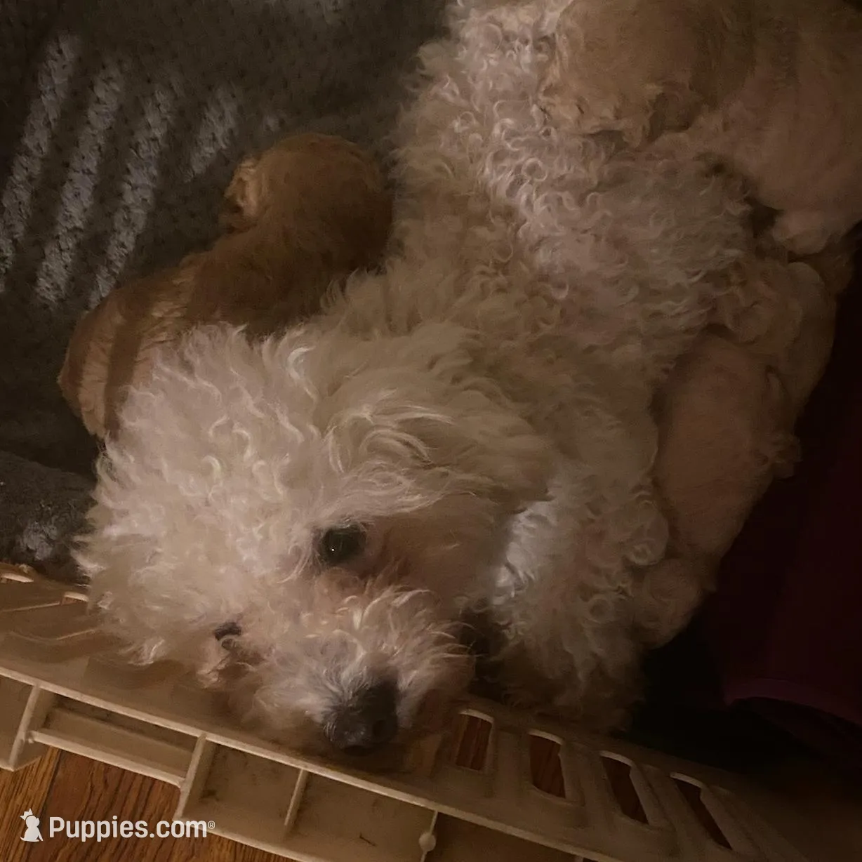 Tiny girl, a female Maltese and Poodle - Toy  for sale in Watsonville, CA – Photo 5 of 5