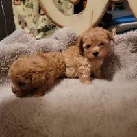 Tiny girl, a female Maltese and Poodle - Toy  for sale in Watsonville, CA – Photo 3 of 5