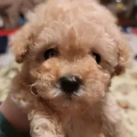 Tiny girl, a female Maltese and Poodle - Toy  for sale in Watsonville, CA – Photo 4 of 5